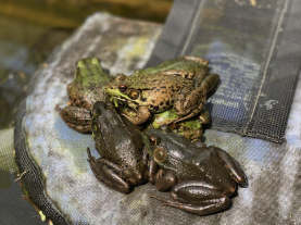 Frogs piling together to share the warmth.  